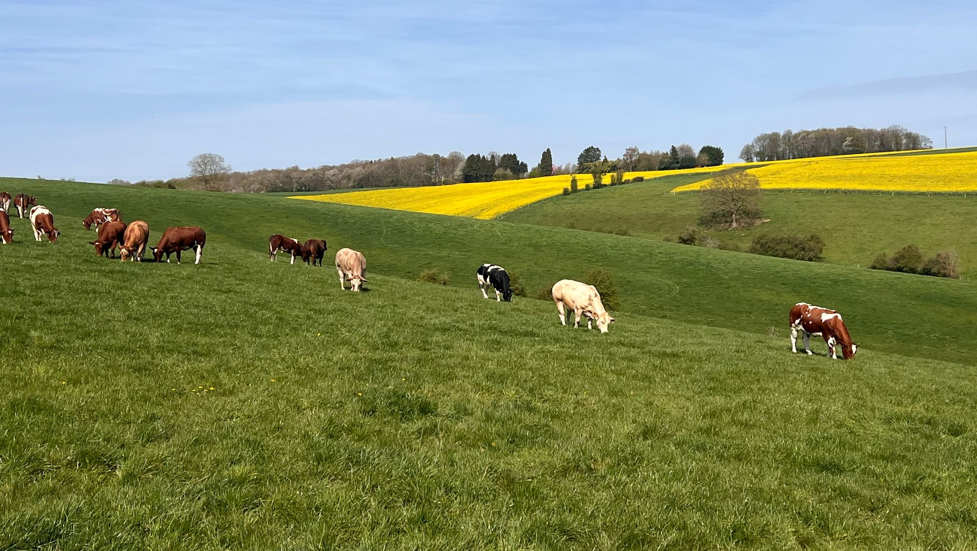 Koeien grazen op een groene heuvel met gele velden en bomen op de achtergrond.