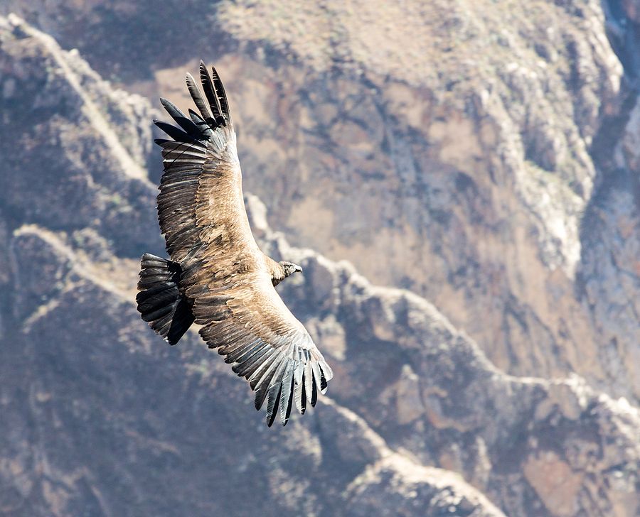 Grote vogel zweeft met gespreide vleugels boven een rotsachtig berglandschap.