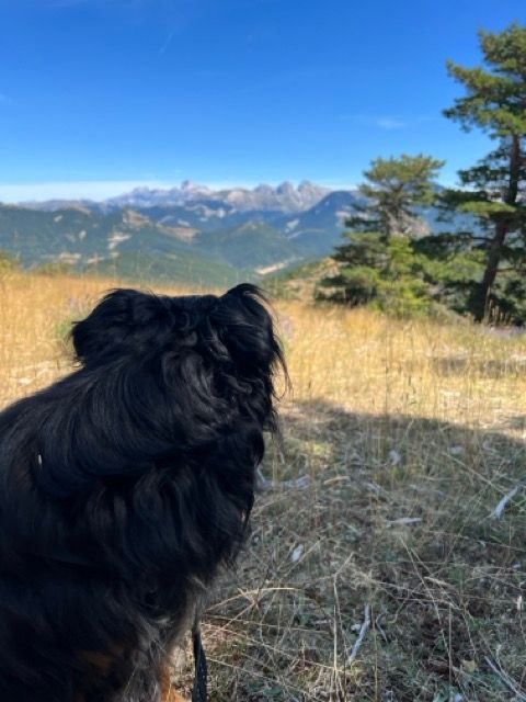 Zwarte hond in een grasveld, kijkend naar besneeuwde bergen onder een helderblauwe hemel.