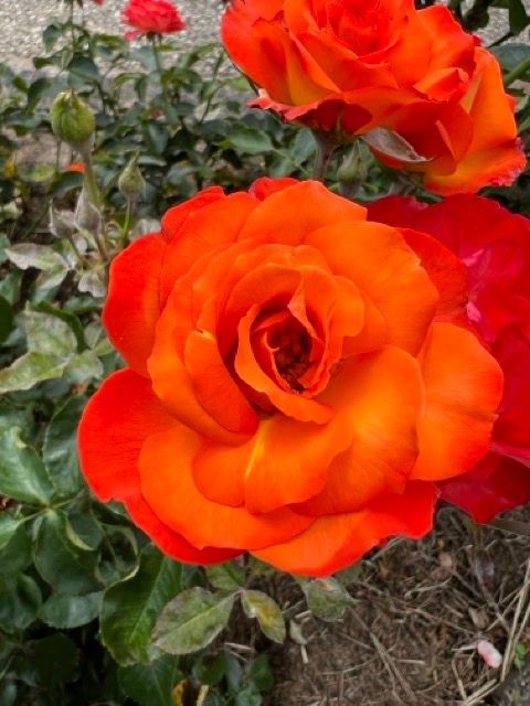 Feloranje rozen bloeien in een tuin met groene bladeren en aarde.
