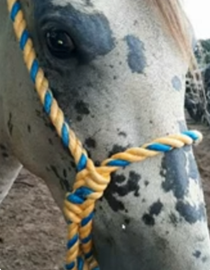 Caballo con pelaje gris moteado y negro que lleva un cabestro de cuerda azul y amarillo.