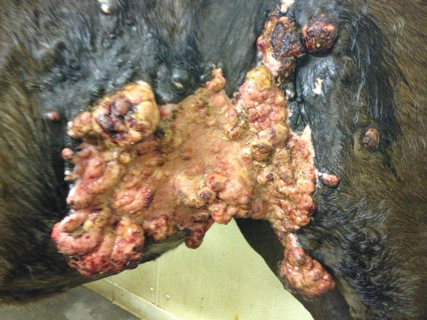Animal de color marrón con grandes crecimientos tumorales en carne viva sobre su piel.