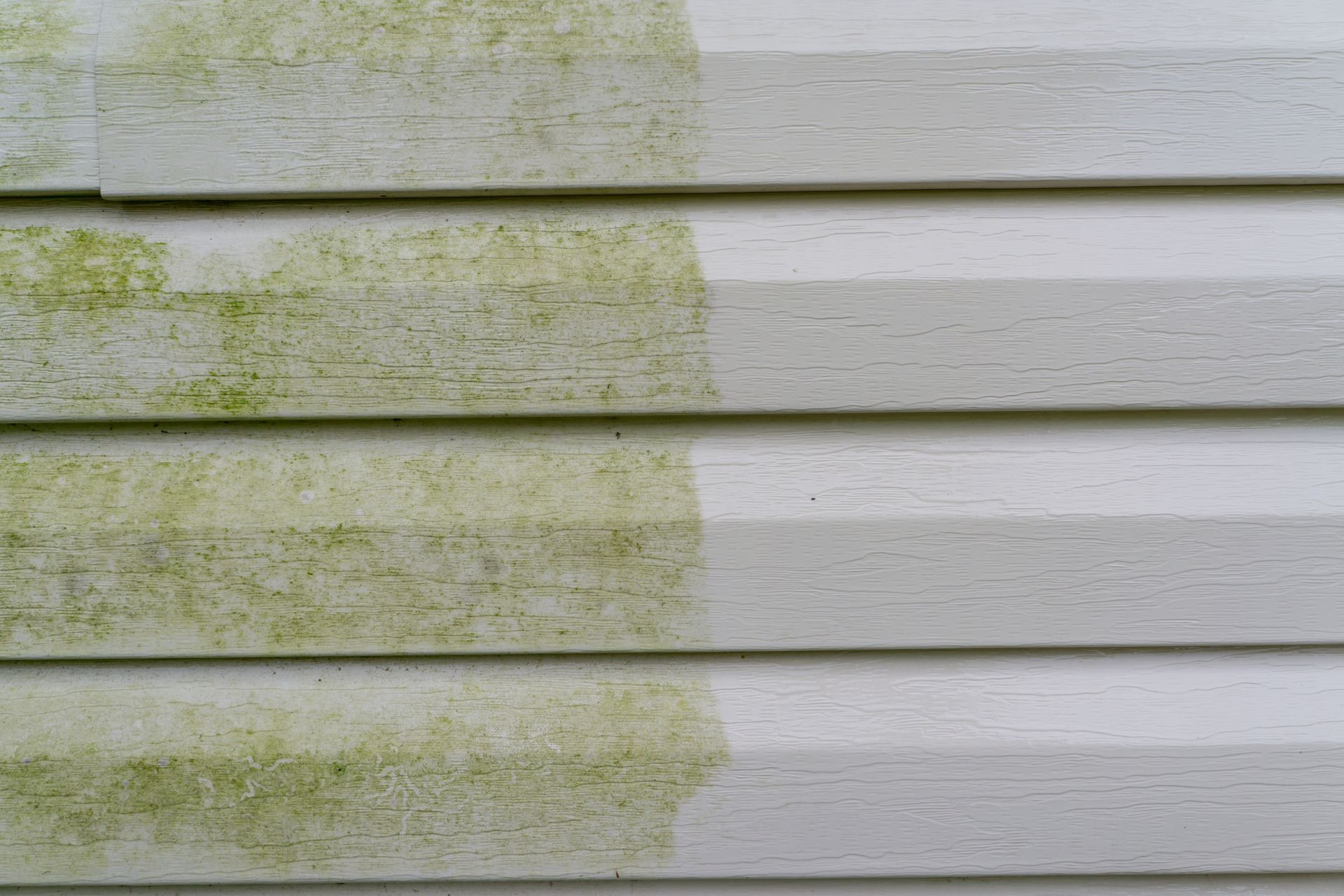 A close up of a white siding with green algae on it.