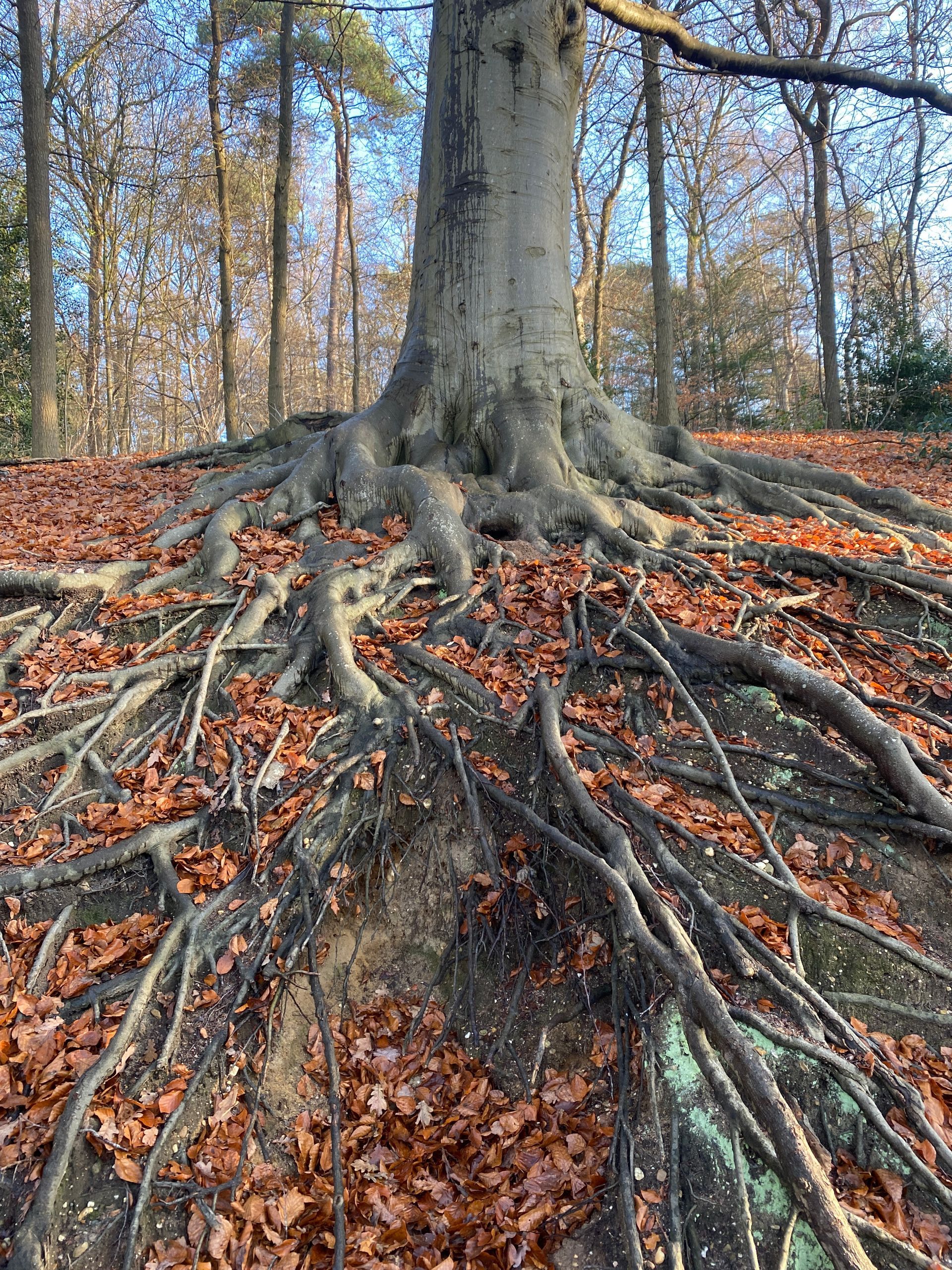 kinesiologie alkmaar en voorouderheling