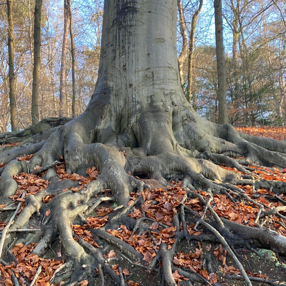 Regressie therapie kinesiologie alkmaar