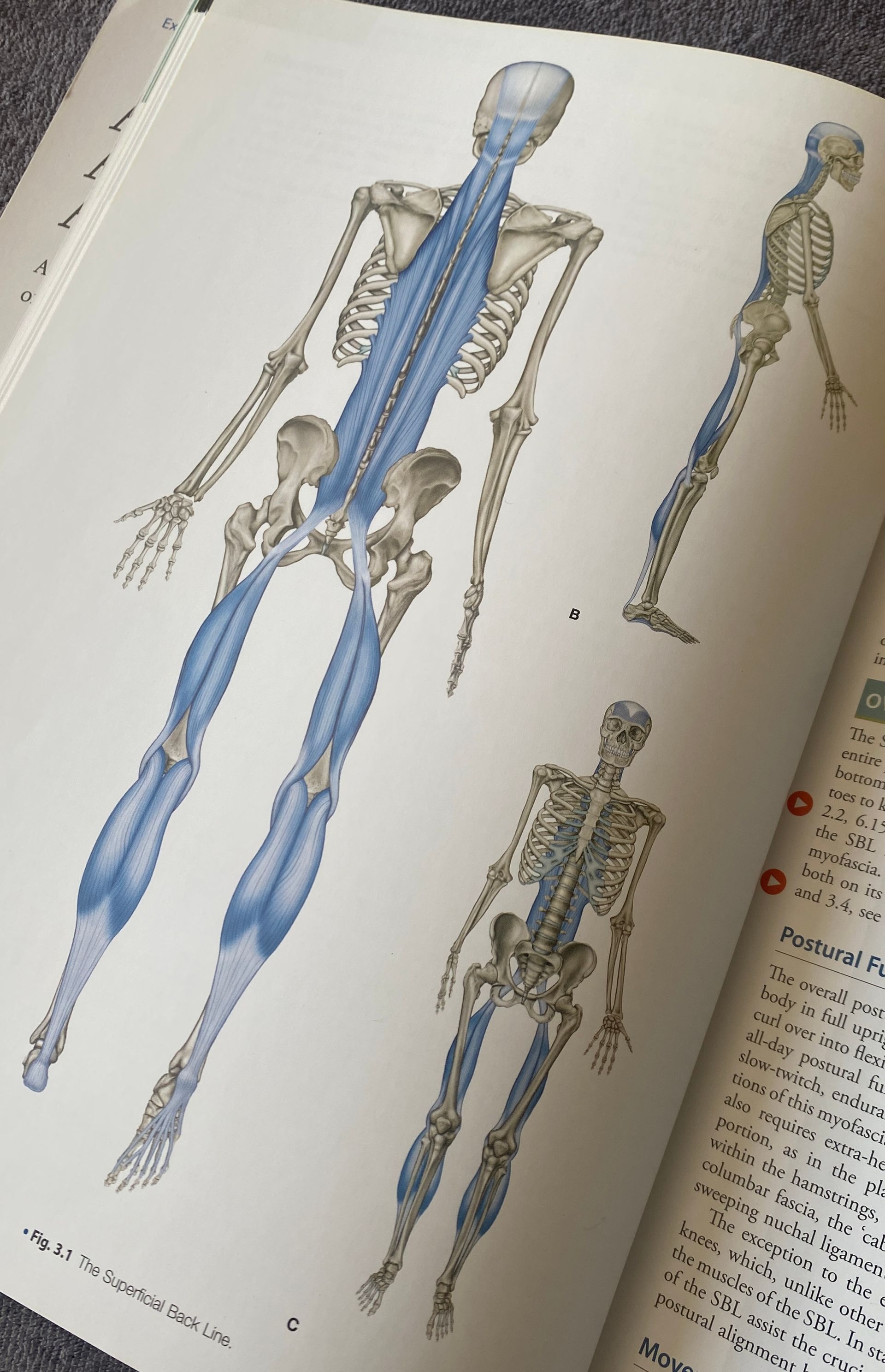 holistische natuurgeneeswijze kinesiologie alkmaar