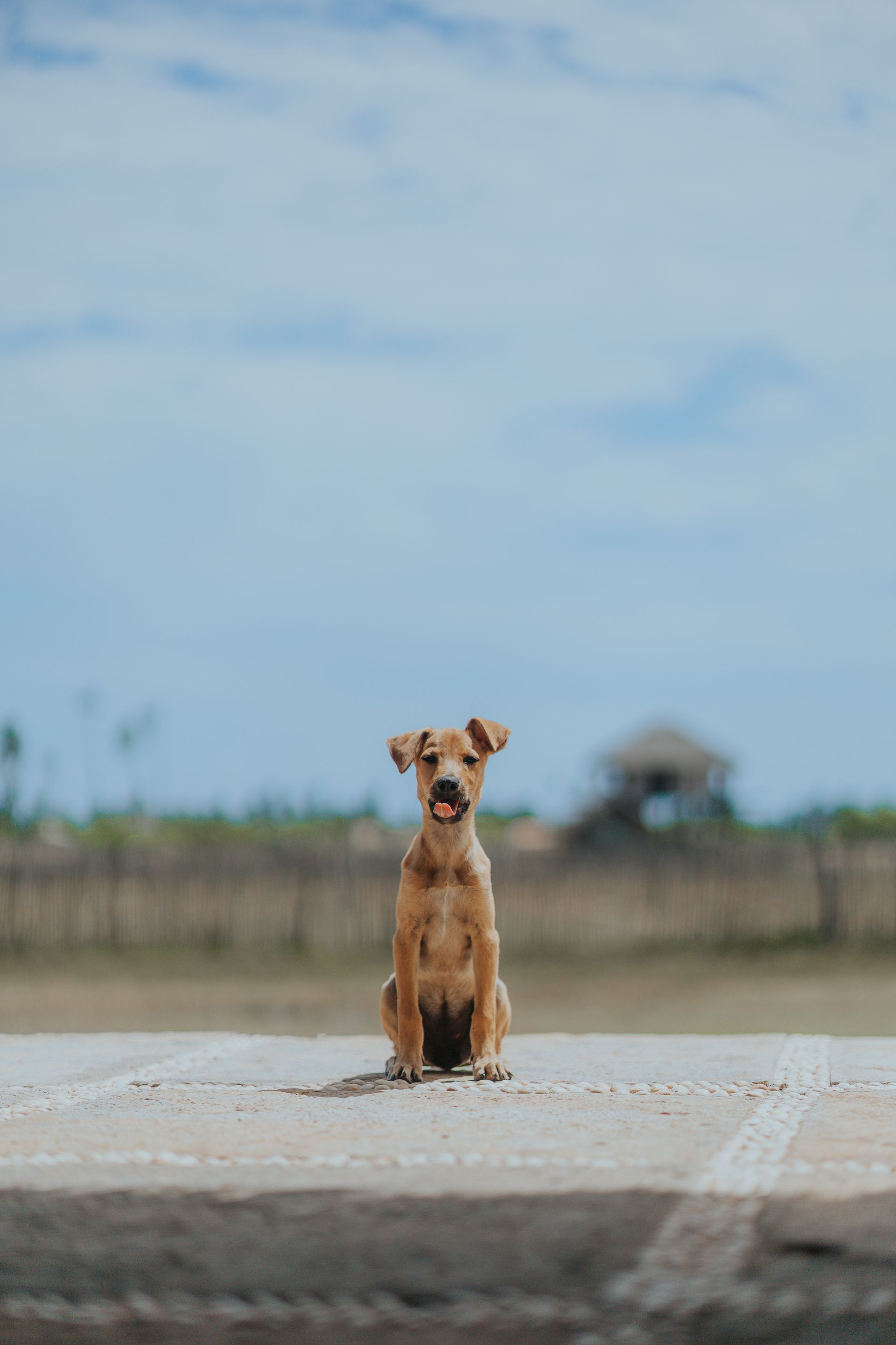 Cachorro marrom sentado com a língua para fora, contra um céu azul ao fundo.