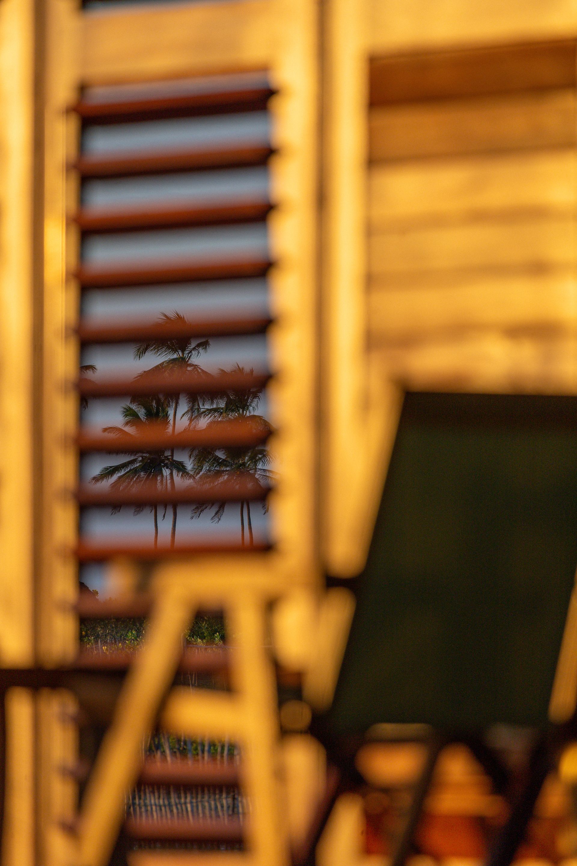 O reflexo das palmeiras é visível através das ripas horizontais de uma persiana de madeira em tons quentes.
