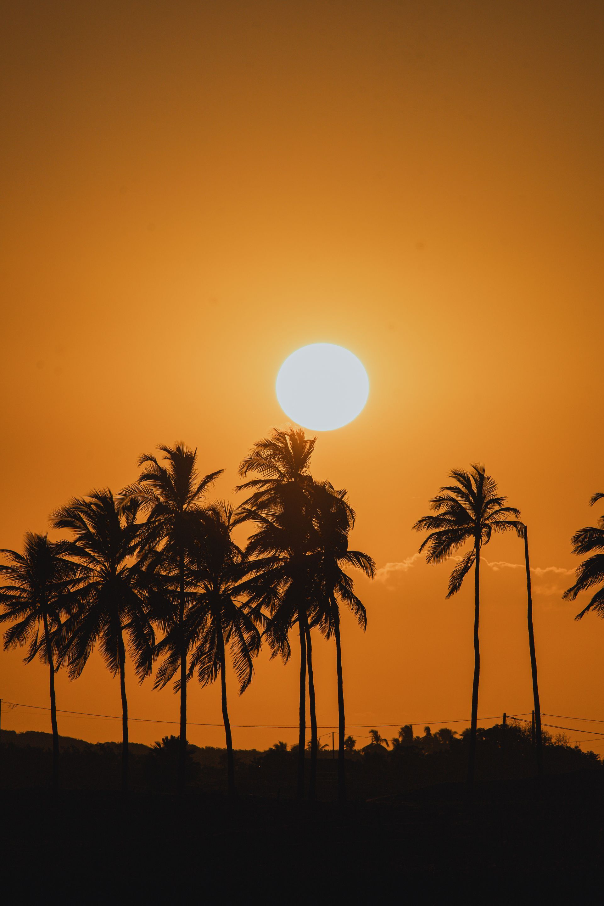 Silhuetas de palmeiras contra um pôr do sol alaranjado; o sol é um círculo branco brilhante no céu.