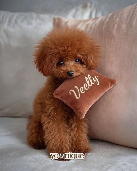 Un piccolo barboncino marrone tiene in mano un cuscino color beige con la scritta 
