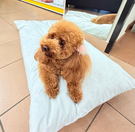 Un cagnolino riccioluto trascina dentro casa un cuscino verde con la scritta 