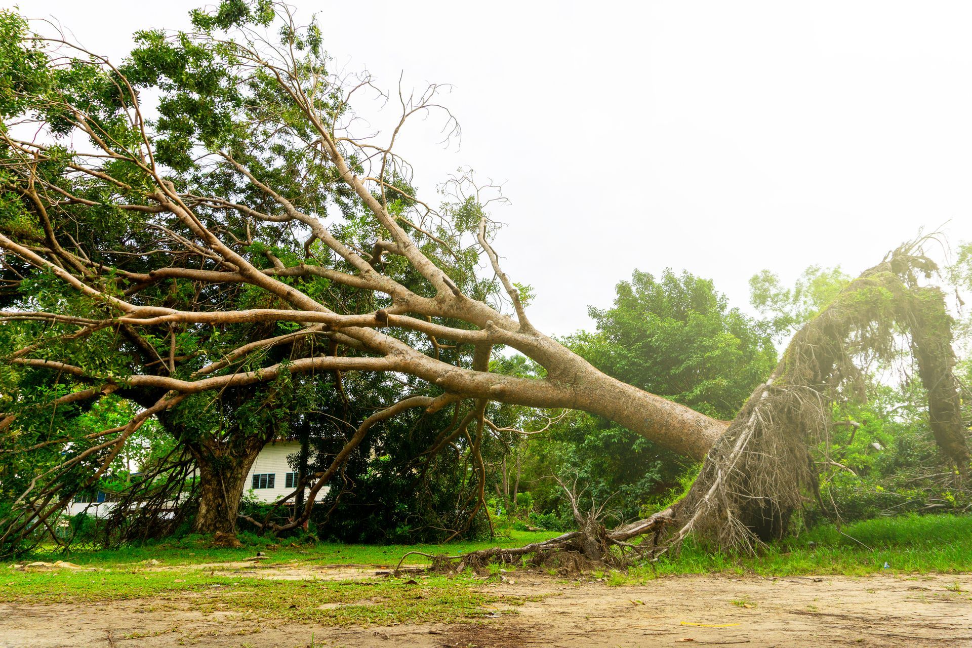 A fallen tree in a field with a house in the background.
