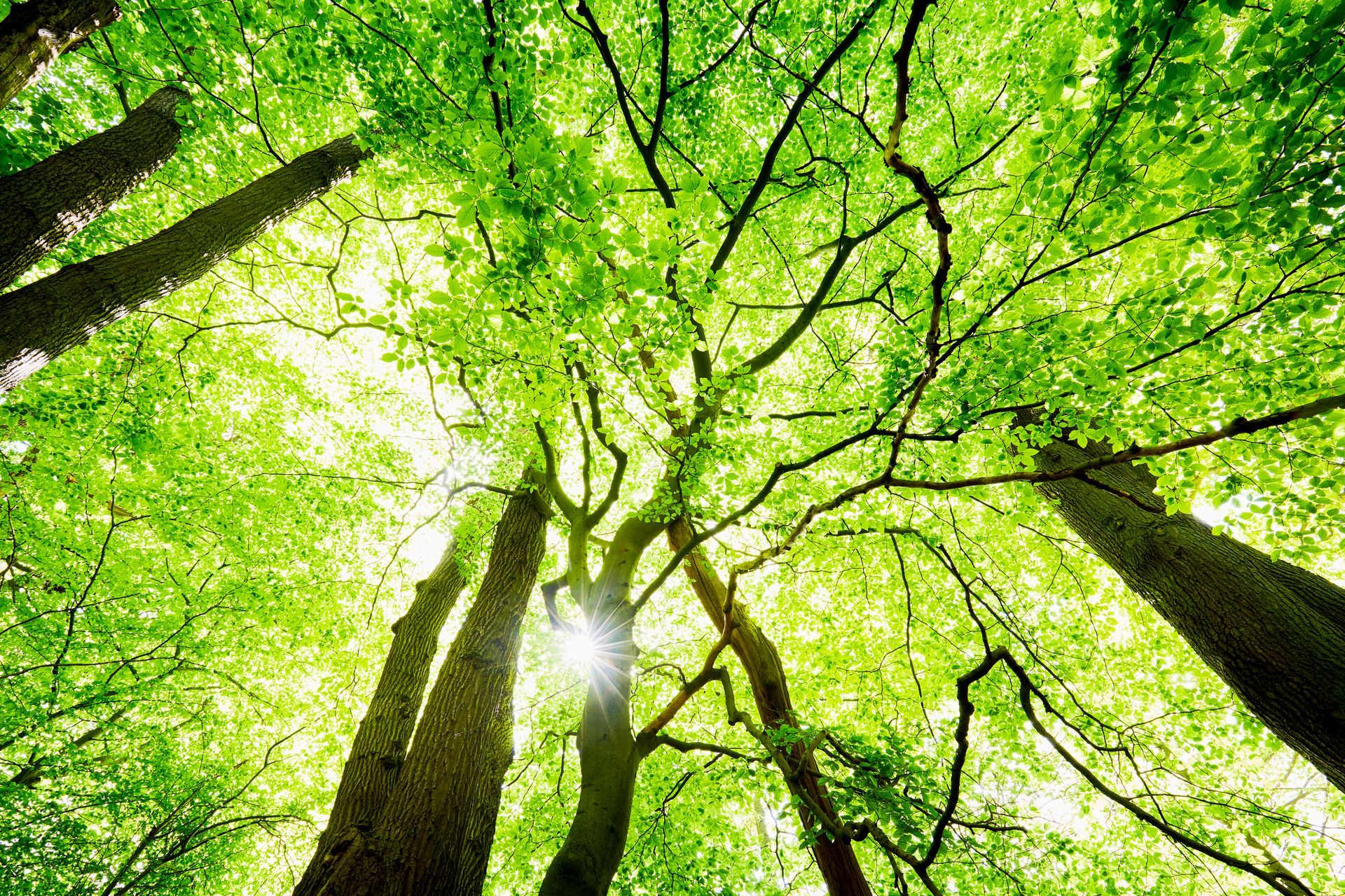A man in a bucket is cutting a tree branch.