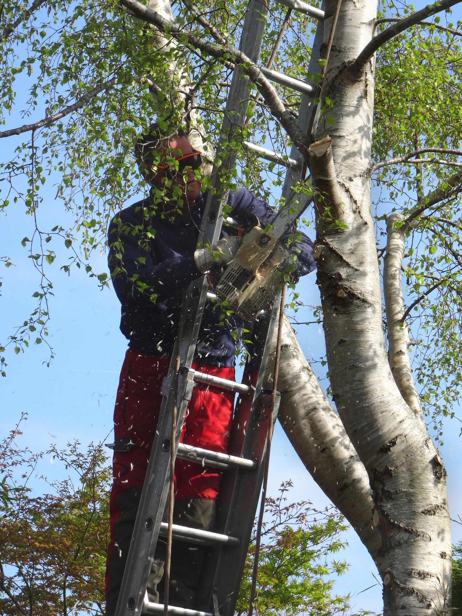 A man is standing on a ladder cutting a tree branch.
