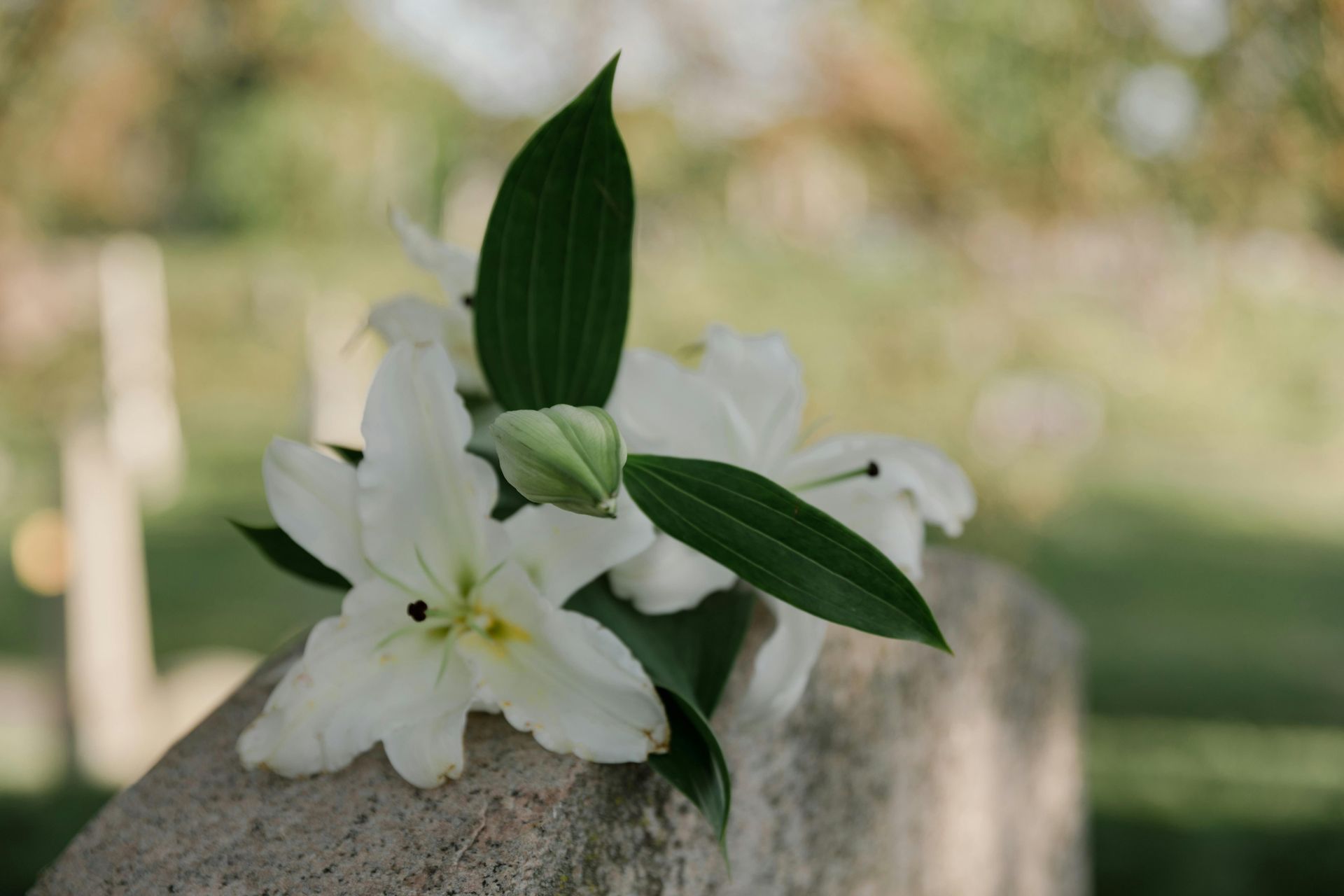 White lilies and green leaves on a concrete structure outdoors, with blurred greenery in the background.
