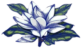 A blue and white flower with green leaves on a white background