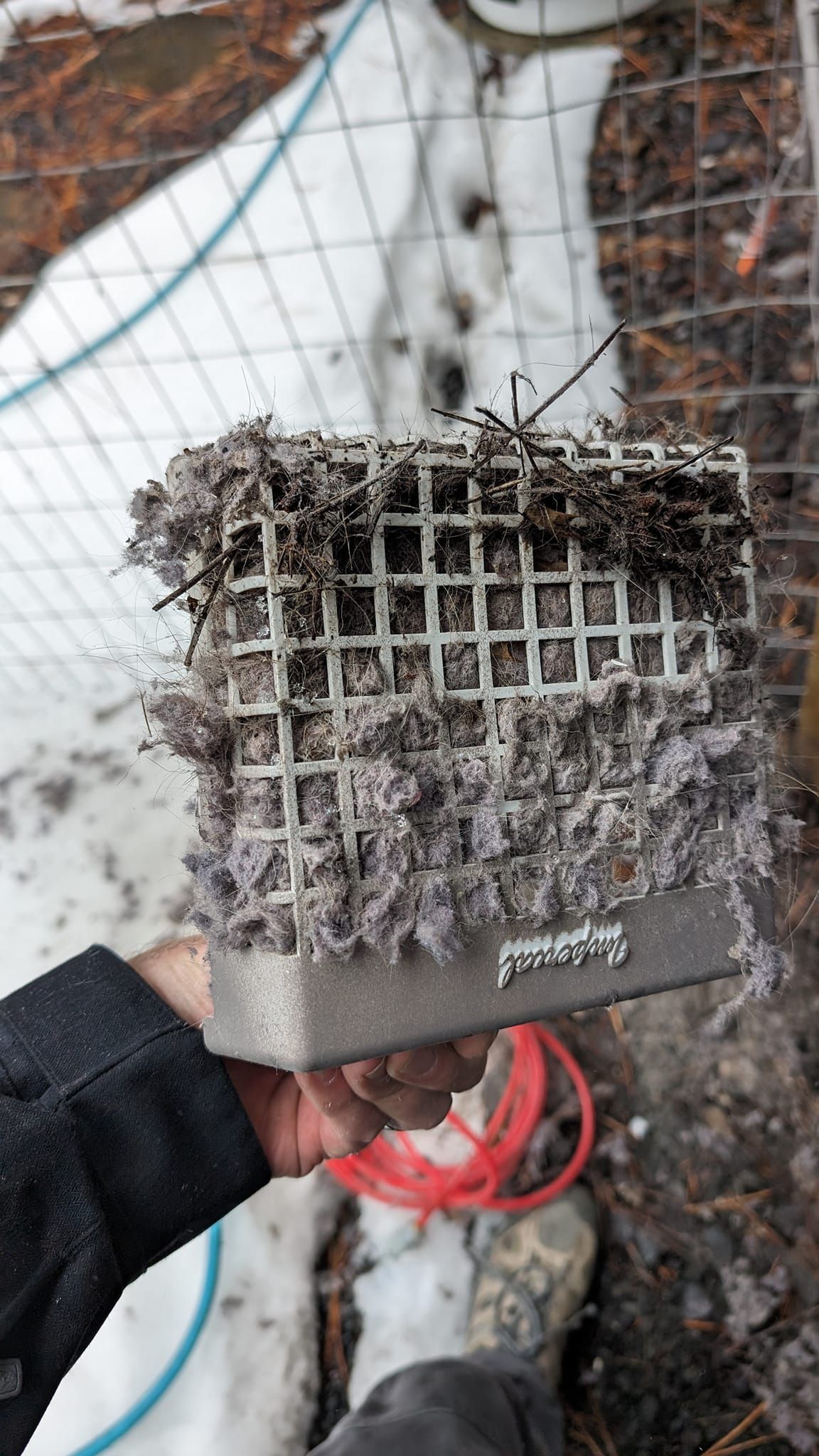 A person is holding a dirty brush in their hand in front of a dog.
