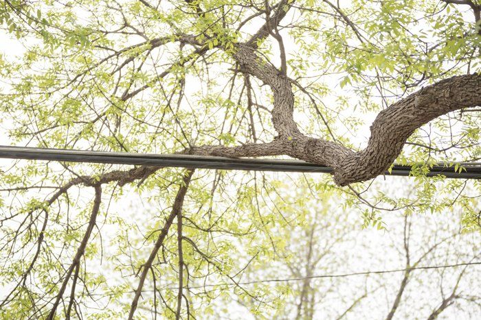 Large Branch on Utility Lines — Westminster, MD — Arbortech Tree Services LLC
