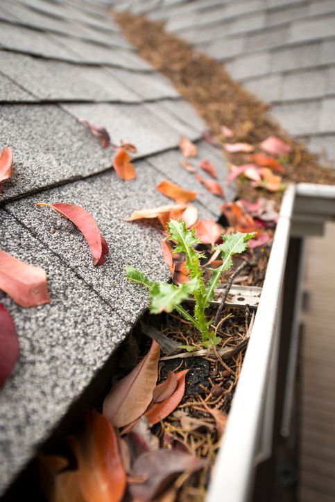 A gutter filled with leaves and a plant growing out of it.