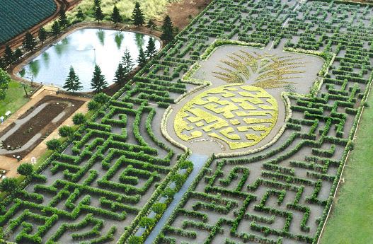 Large pineapple shaped maze in Oahu