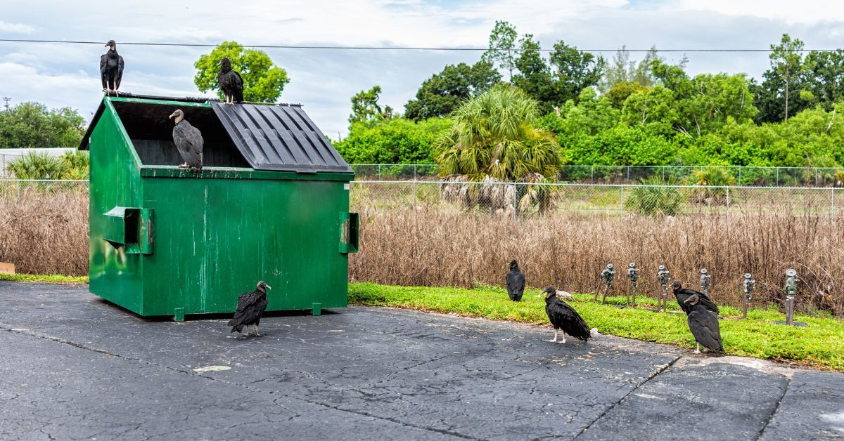 Why Every Restaurant Needs Regular Dumpster Pickup