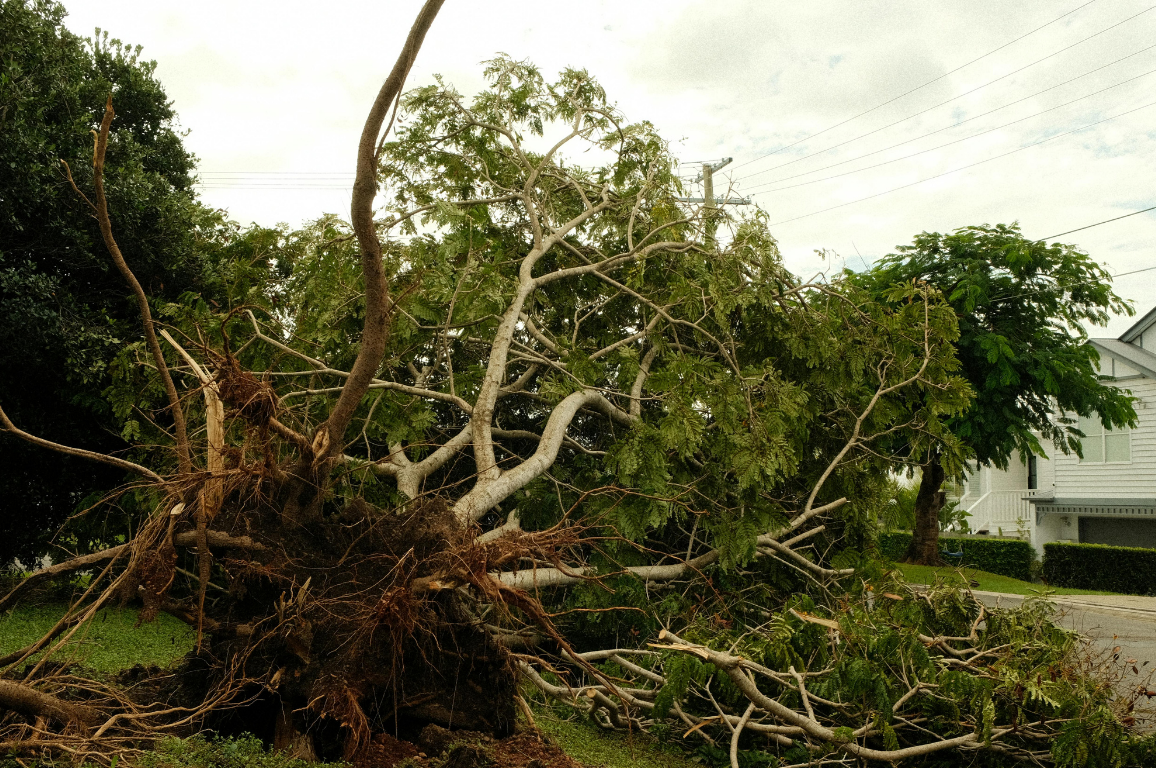 Stump grinder in action, yellow machine grinding wood into mulch on the ground.