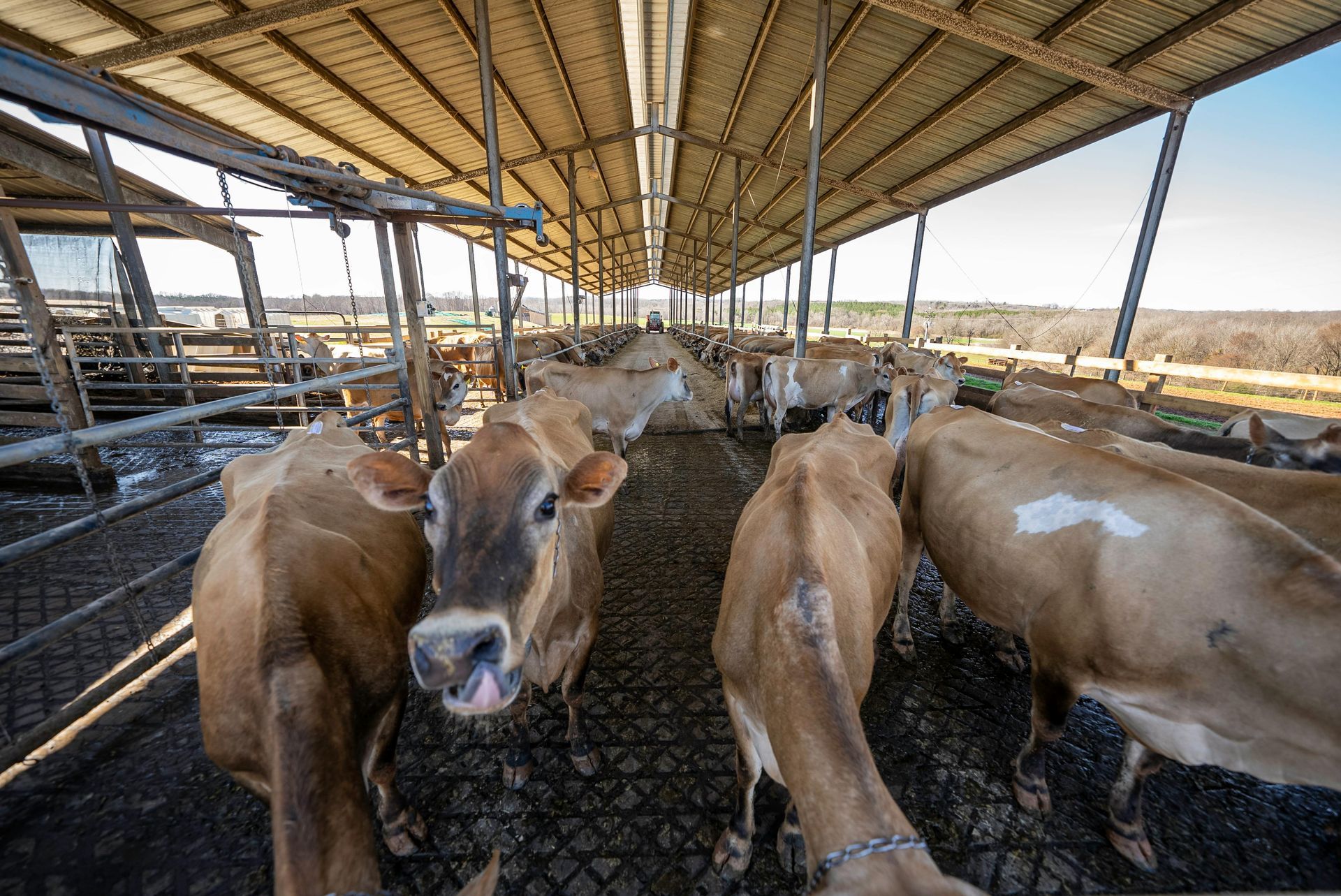 Cows in a covered pen, looking towards the camera. Wooden and metal structure. Brown and beige tones.