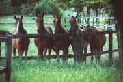 Five brown horses stand behind a wooden fence in a grassy field.