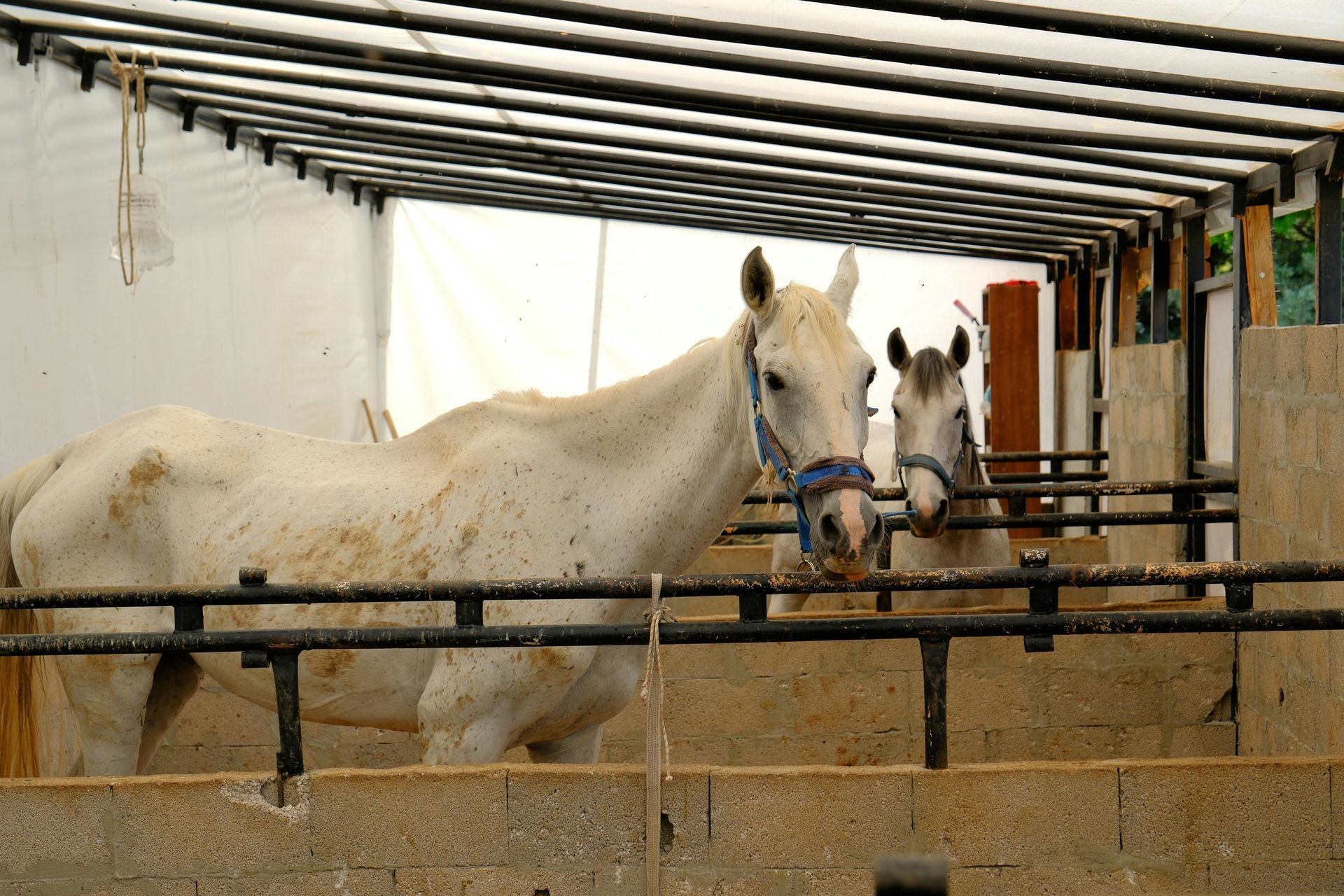 Two white horses in a stable, looking forward. One has a blue halter.