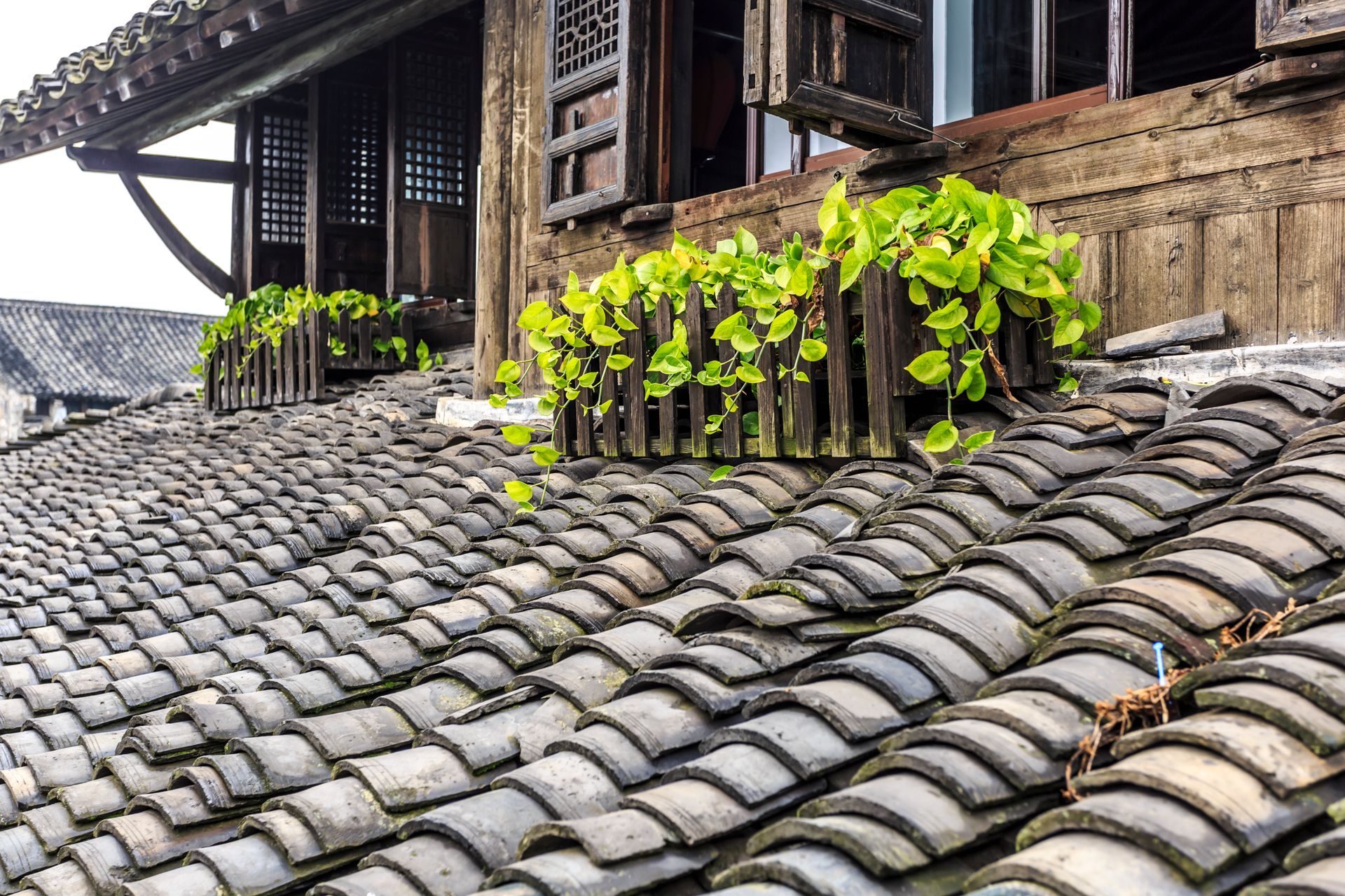 Clay tile roof with wooden window frames and planters with green plants.