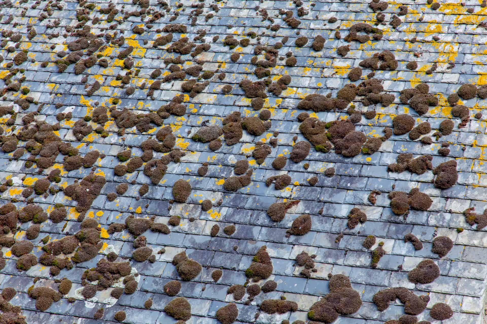 Roof covered in dark brown moss and yellow lichen.