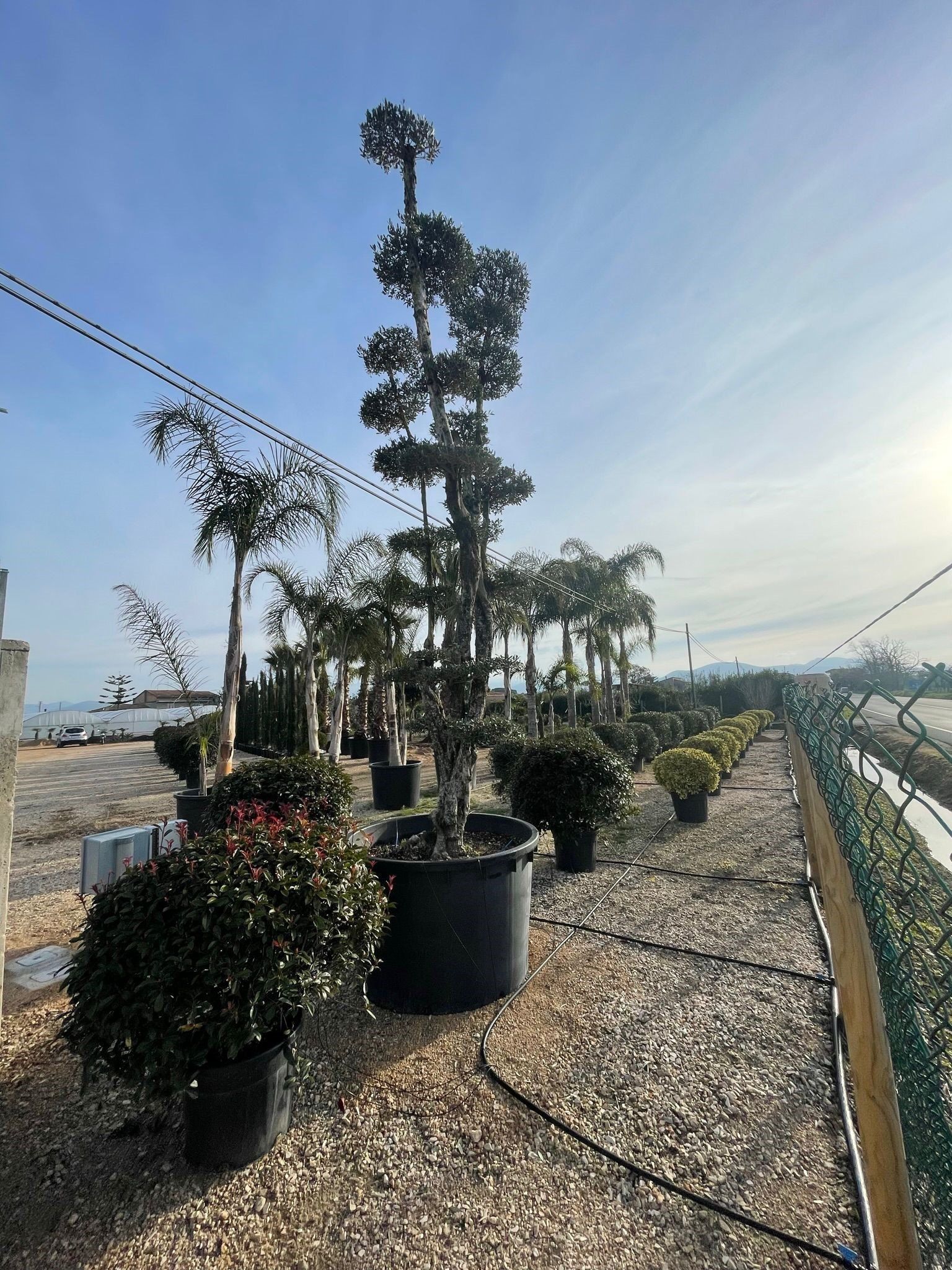 collaboratori specializzati