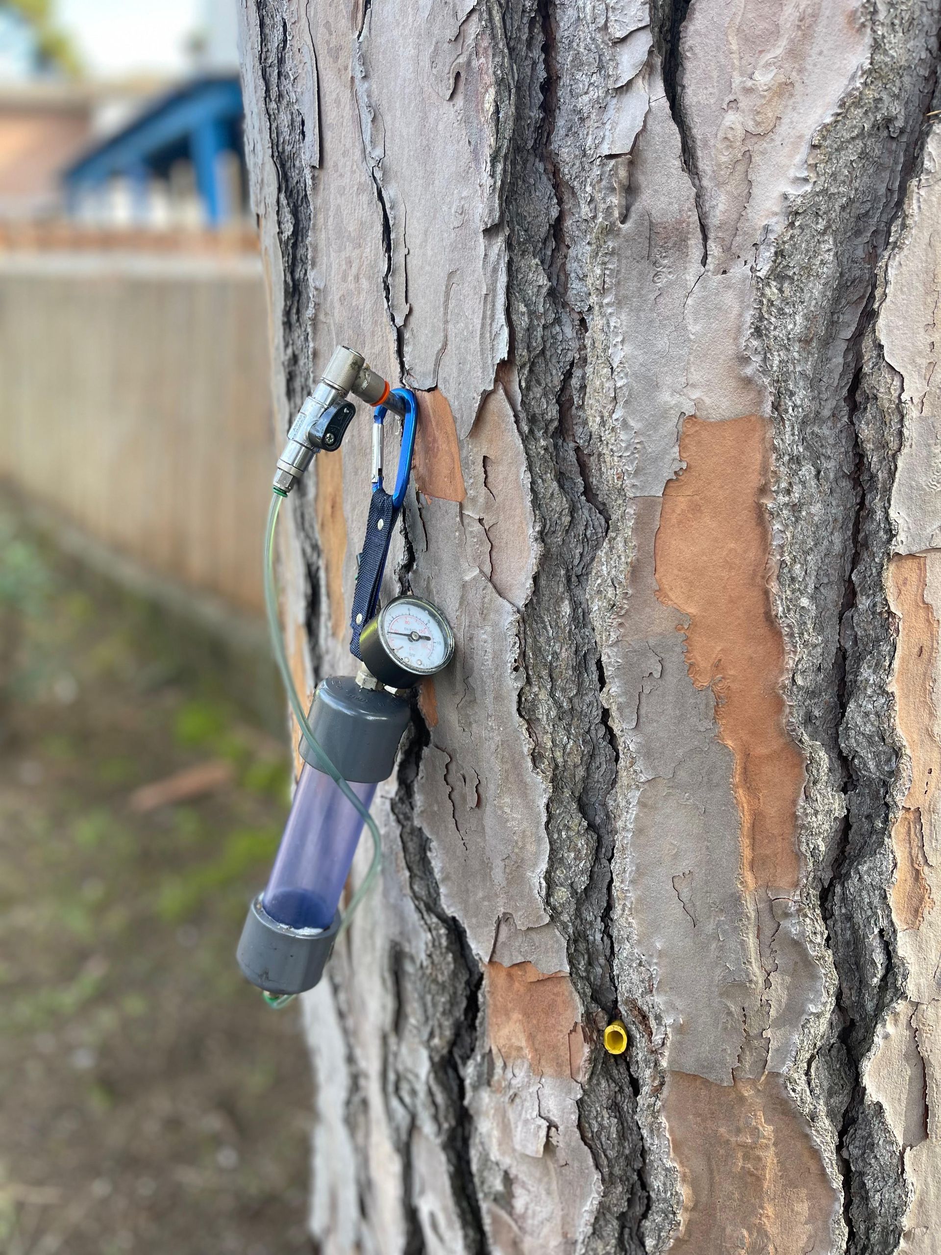 endoterapia cocciniglia