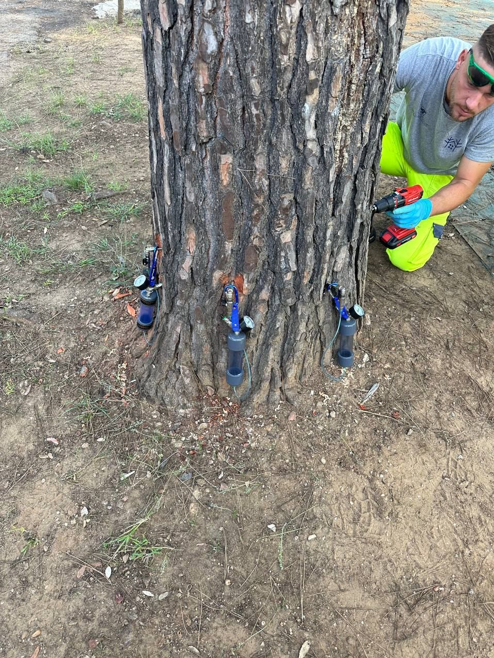 endoterapia cocciniglia