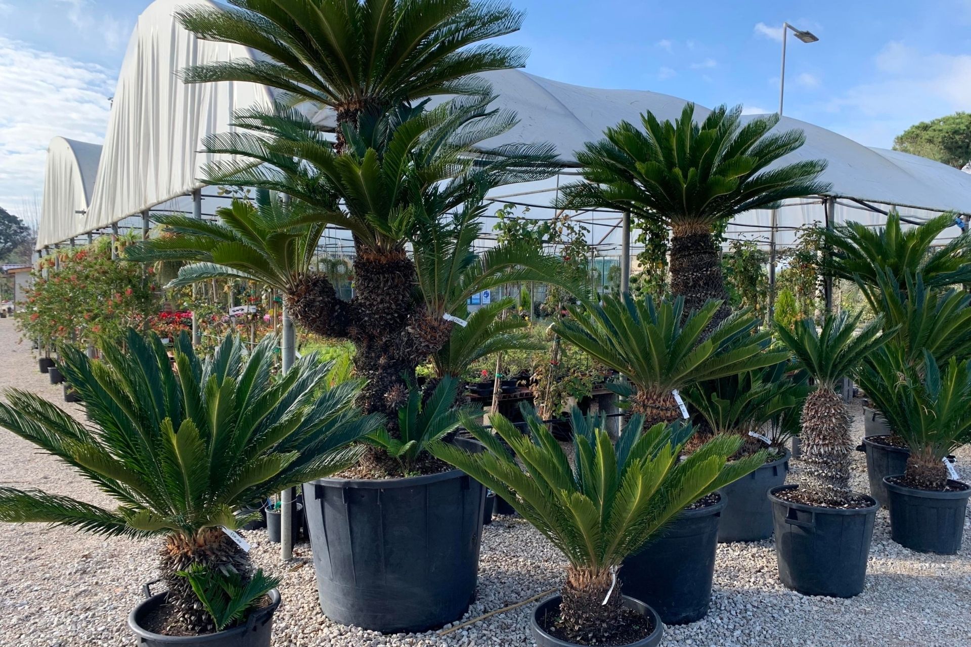 palme di varie dimensioni