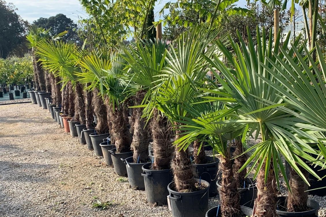 coltivazione di palme da giardino