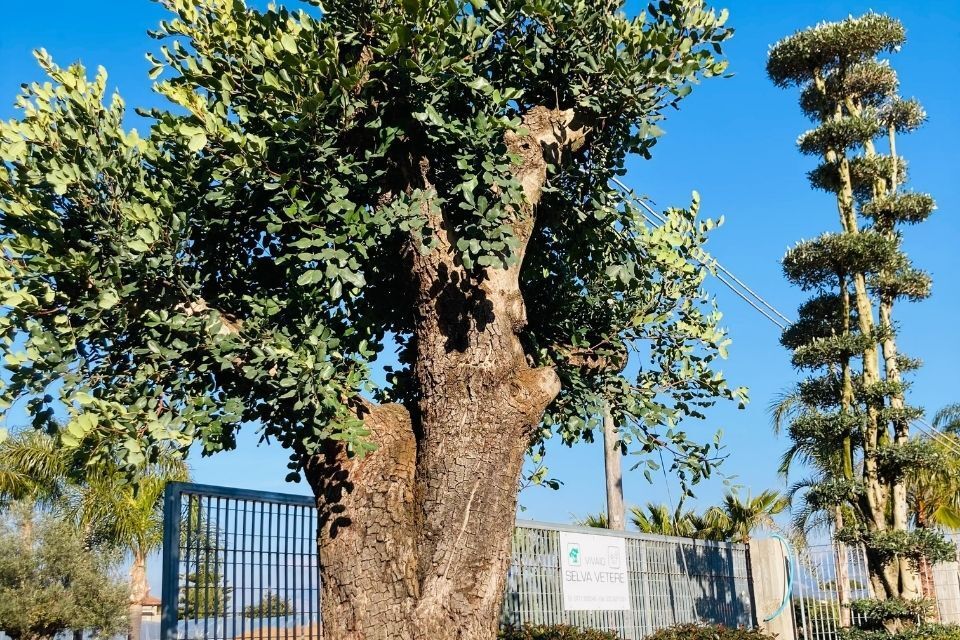 coltivazione alberi da frutto