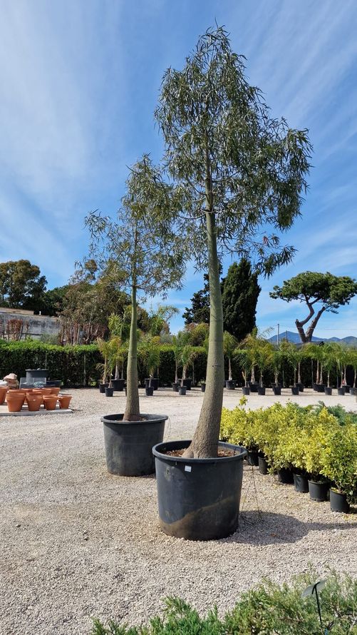 ALBERO BOTTIGLIA MAGRO