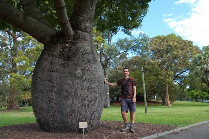ALBERO BOTTIGLIA PIENO D'ACQUA