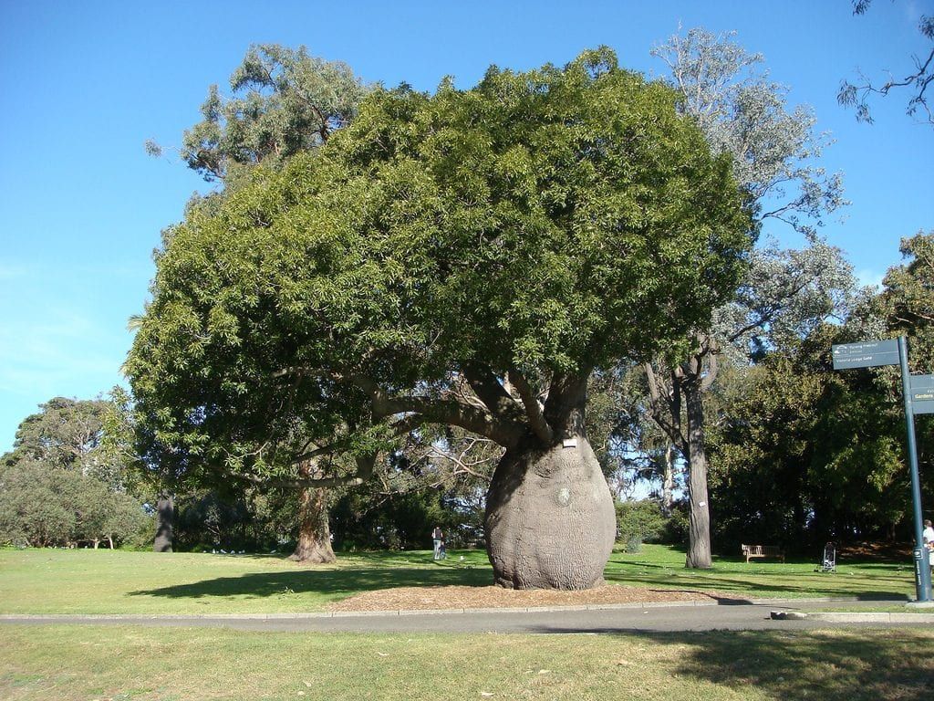 ALBERO BOTTIGLIA PIENO