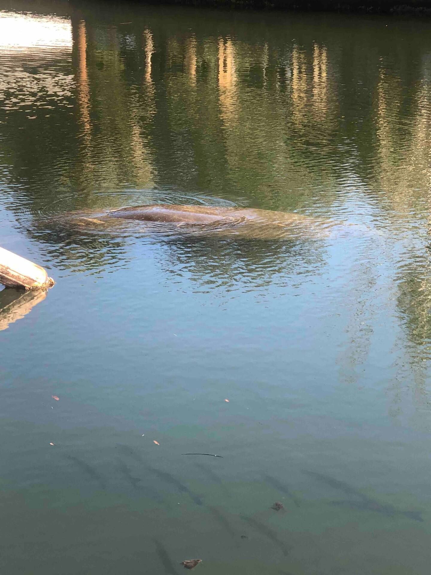 A manatee is swimming in a body of water.