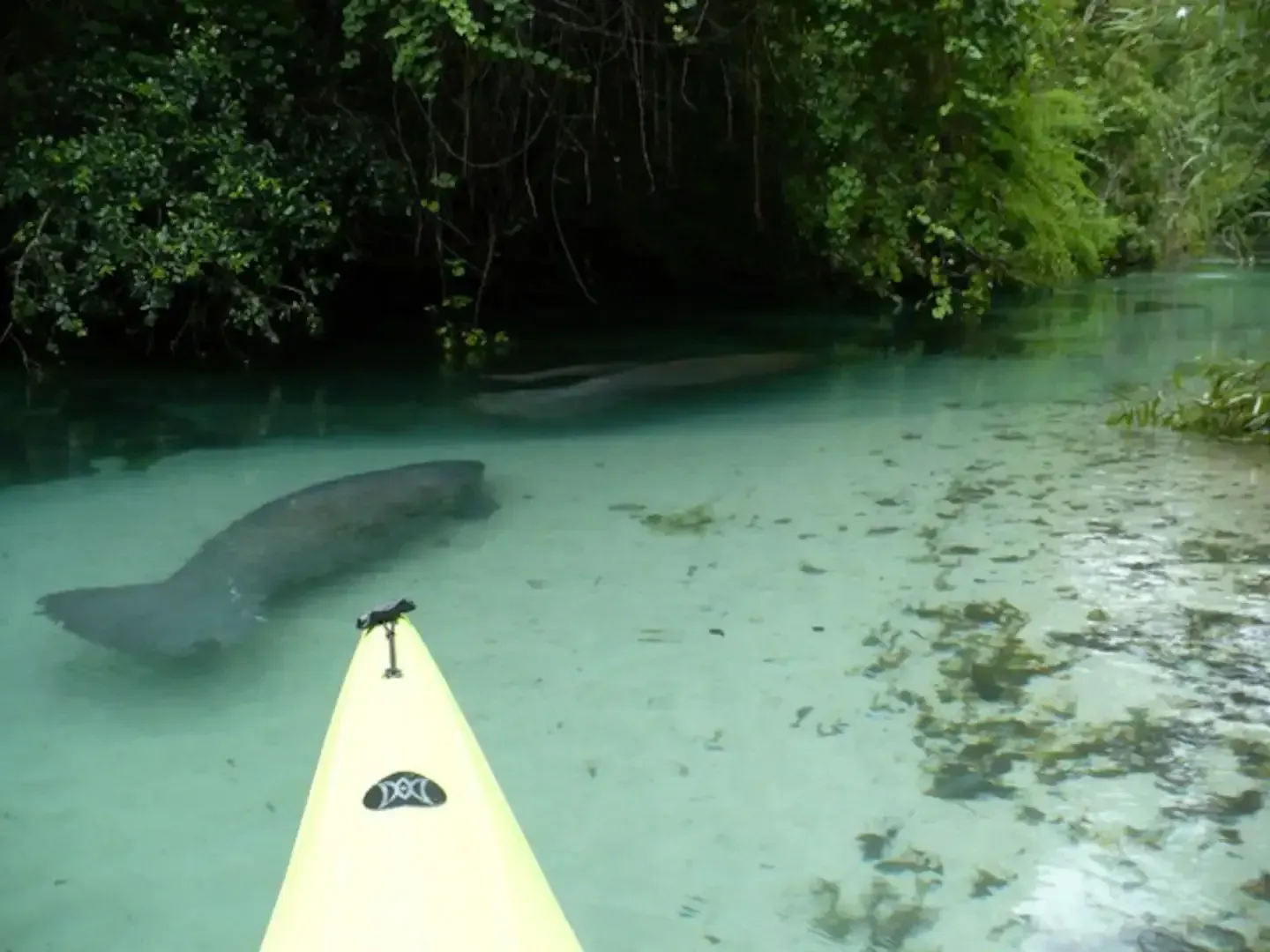 A yellow kayak with the word taxi on it