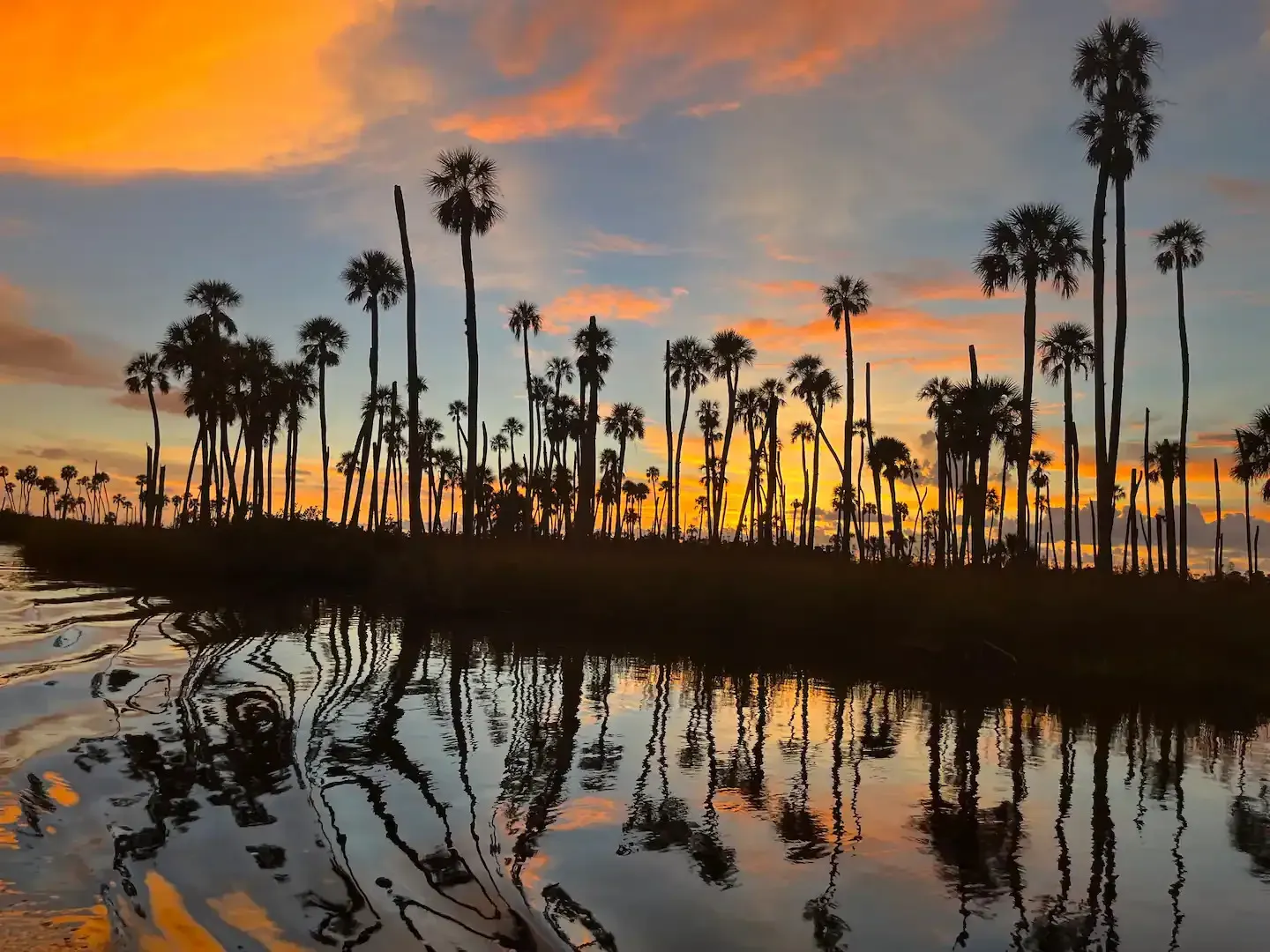 A sunset over a swamp with palm trees in the foreground