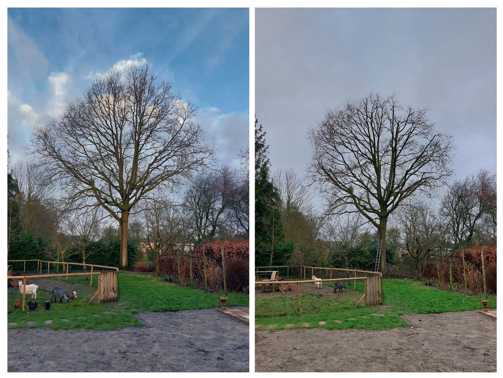 Voor- en nafoto's van een boom die gesnoeid is in een tuin.