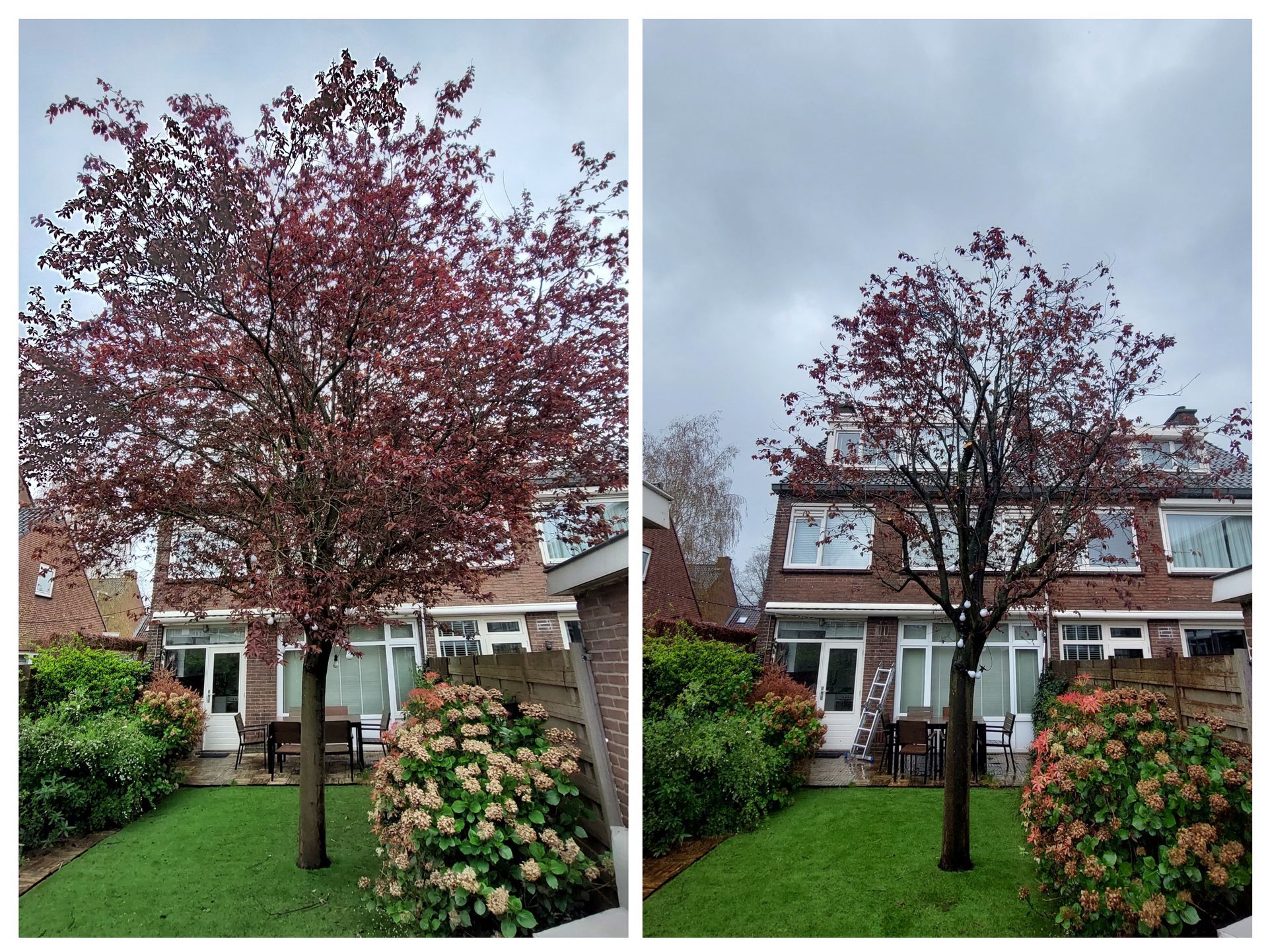 Voor- en nafoto's van een boom die gesnoeid is in een tuin.