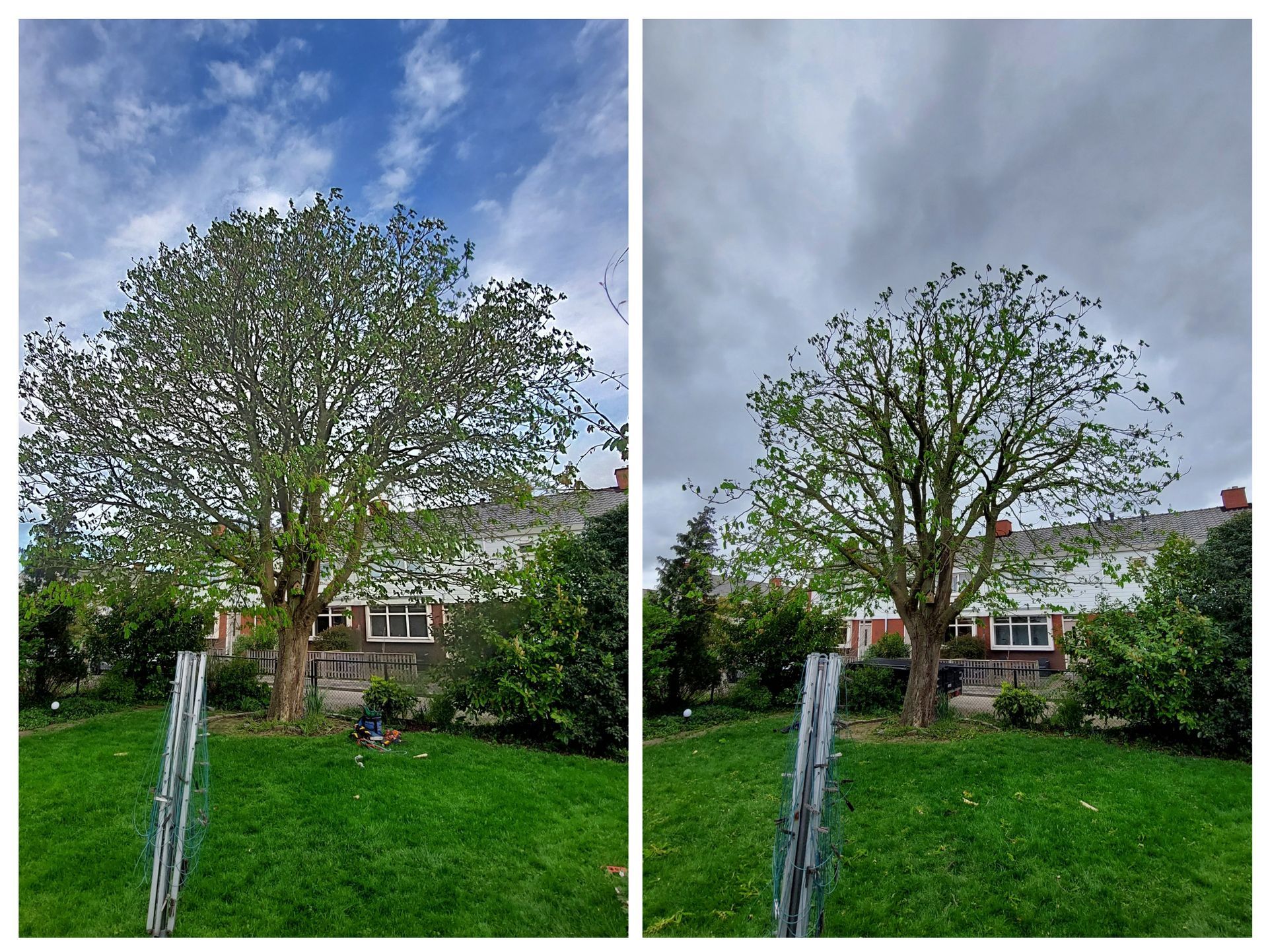 Voor- en nafoto's van een boom die gesnoeid is in een tuin.