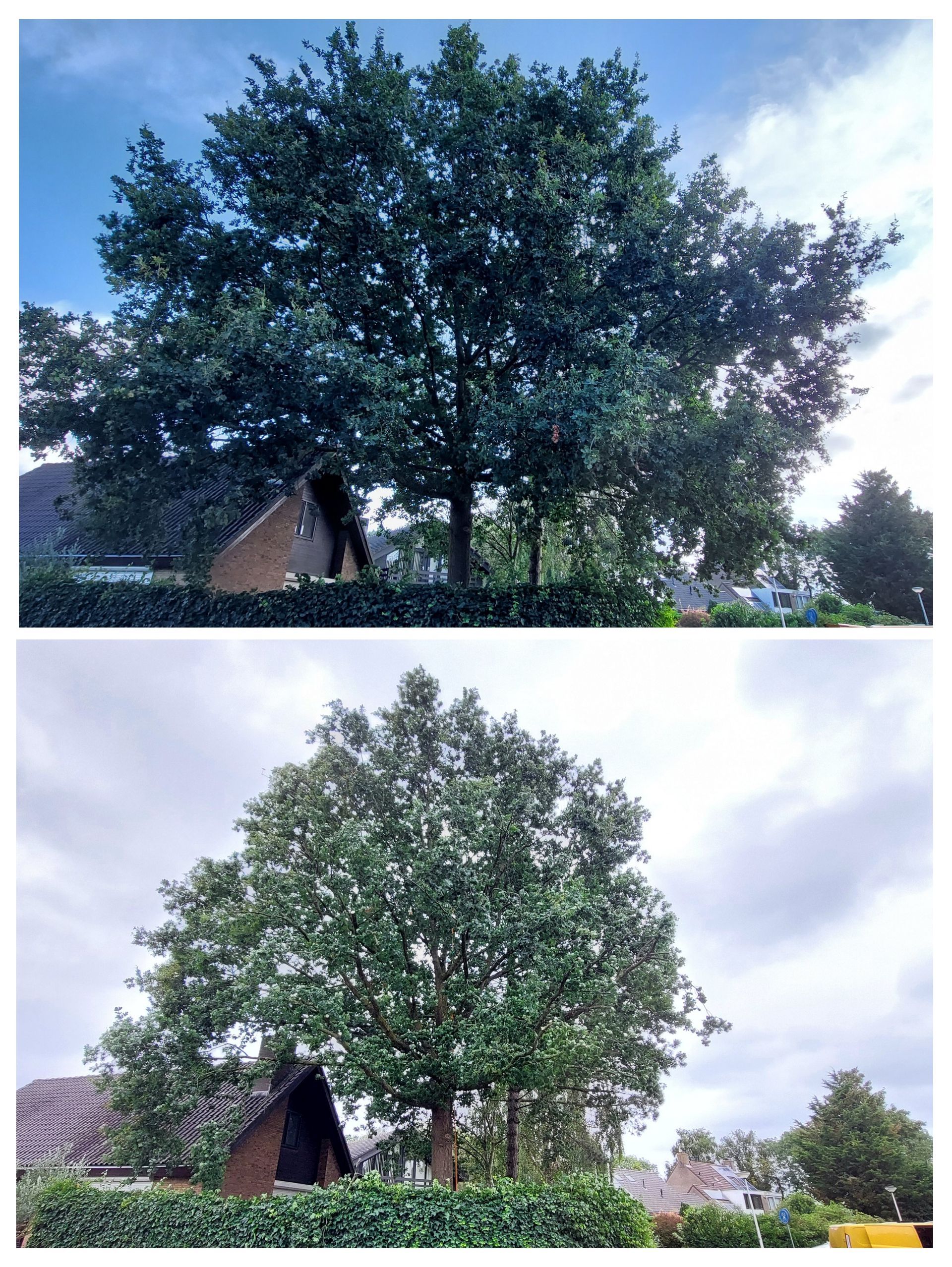 Twee foto's van een grote, bladerrijke boom, hetzelfde tafereel, één met een blauwe lucht, één met een bewolkte lucht.