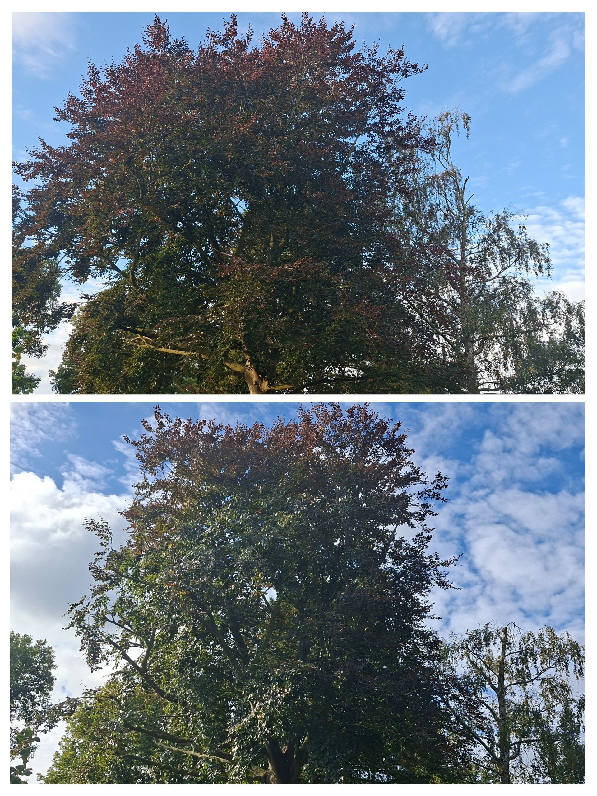 Voor- en nafoto's van een boom die gesnoeid is in een tuin.