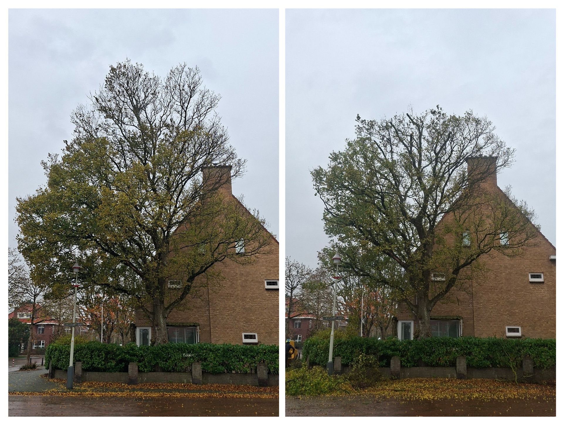 Voor- en nafoto's van een boom die gesnoeid is in een tuin.
