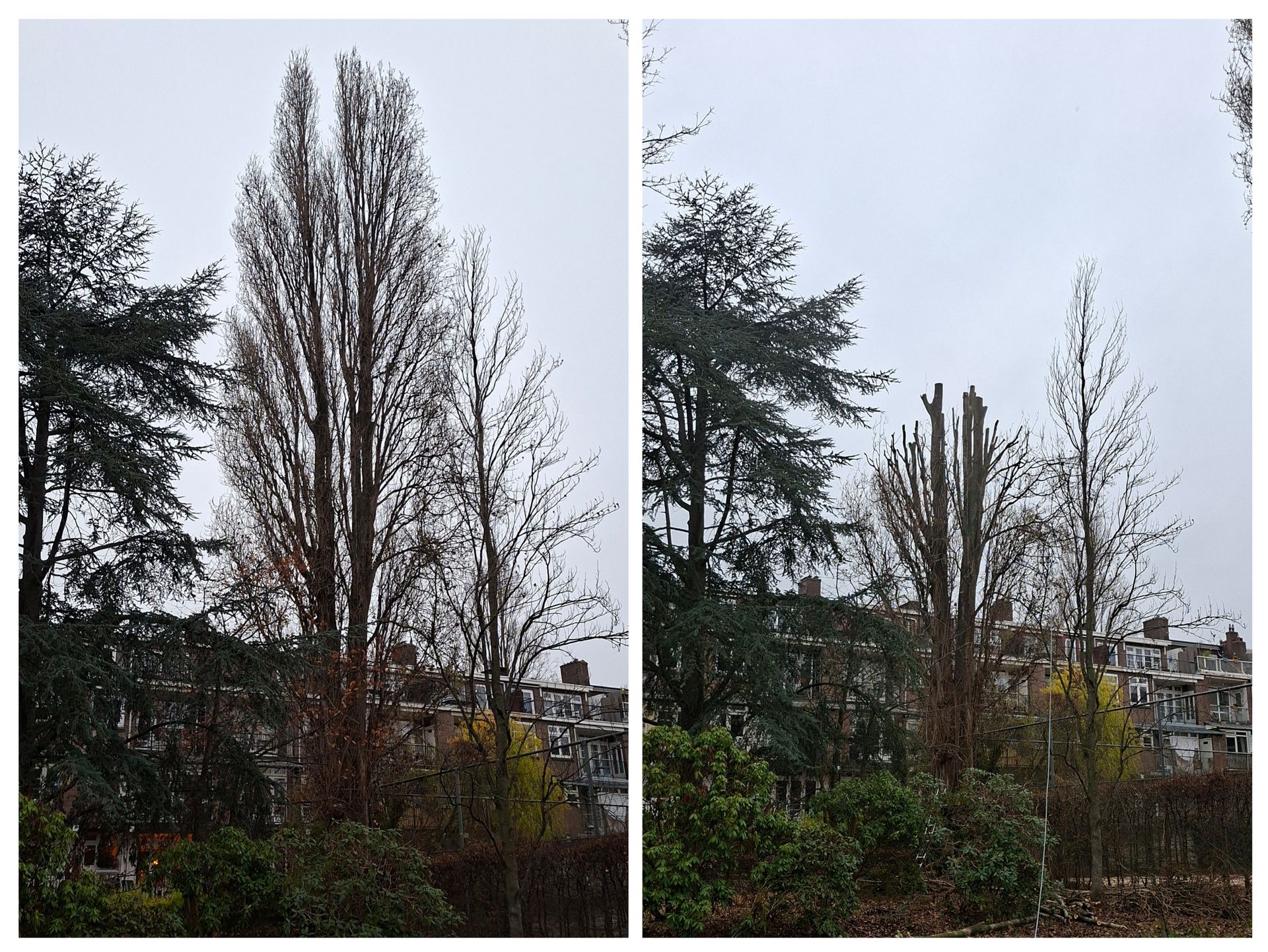 Voor- en nafoto's van een boom die gesnoeid is in een tuin.